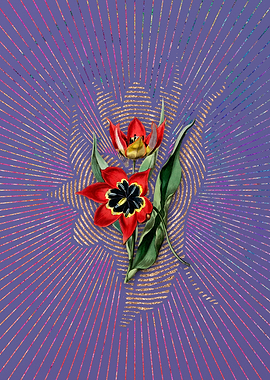 Red Strong Smelling Tulip