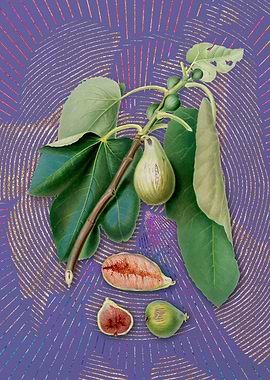 Purple Vintage Monaco Fig