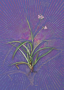 Purple Vintage Spiderwort