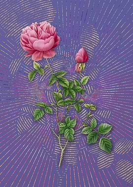 Pink Autumn China Rose