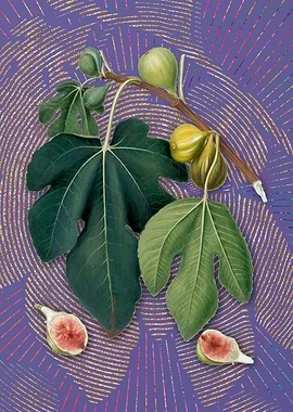 Purple Vintage Fig 5 Art