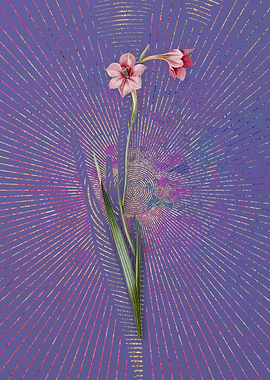 Purple Vintage Sword Lily