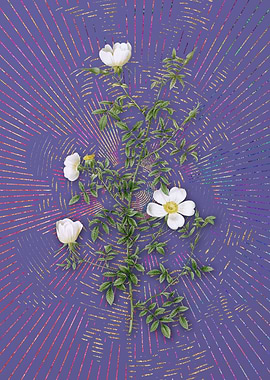 Purple Vintage Hedge Rose