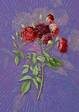 Purple Ternaux Rose Bloom