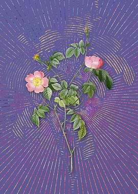 Pink Austrian Copper Rose