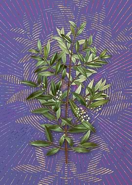 Phillyrea Tree Branch