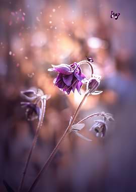 Purple macro flower,garden