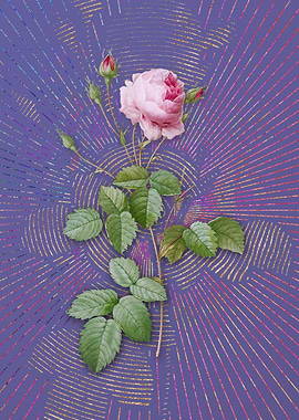 Provence Rose 2 Violet