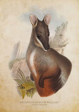 Brush Tailed Rock Wallaby
