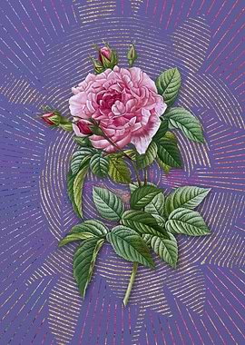 Pink French Rose Flora