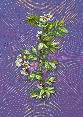 Rabbit Eye Blueberry Art