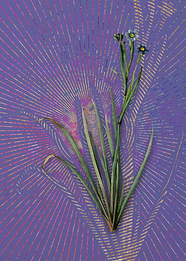 Purple Vintage Bermudiana