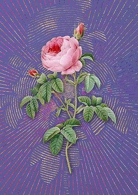 Provence Rose Bloom Purple