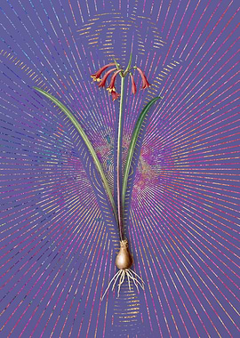 Purple Vintage Brandlelie