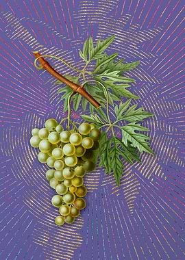 Purple Vintage Grape Vine