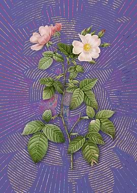 Red Bramble Leaved Rose