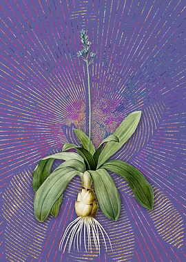 Scilla Lilio Hyacinthus