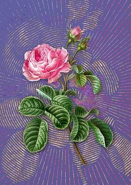 Provence Rose 3 Violet