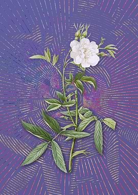 Purple White Rose of York