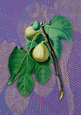 Purple Vintage Fig Branch