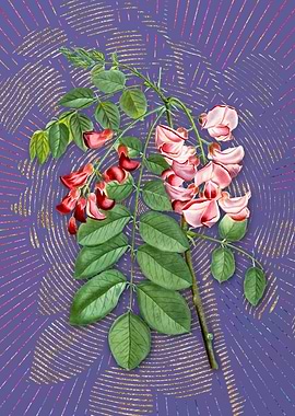 Robinier Rose Bloom Purple