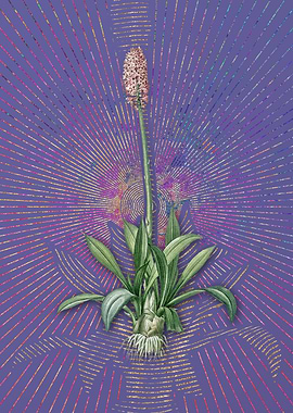 Purple Vintage Swamp Pink