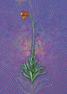 Scarlet Martagon Lily