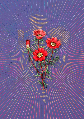 Portulaca Splendens Flower