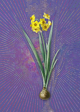 Purple Vintage Daffodil 2