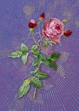 Provence Rose 4 Violet