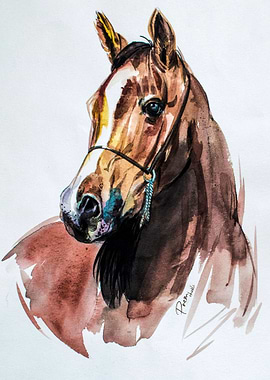 Arabian Horses