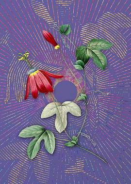 Purple Red Passion Flower