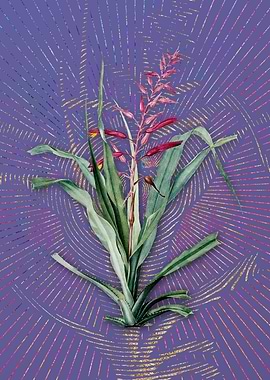 Pitcairnia Bromeliaefolia