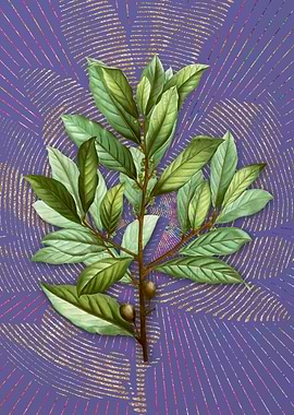 Purple Vintage Bay Laurel