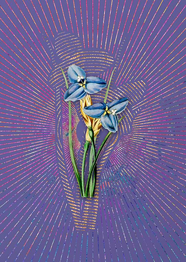 Sapphire Patersonia Purple