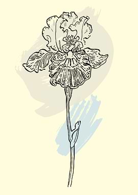 Iris flower