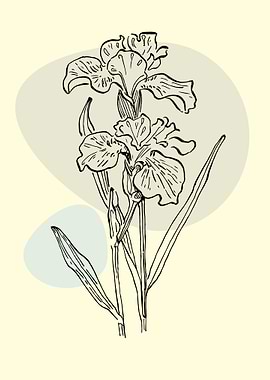 Iris flower
