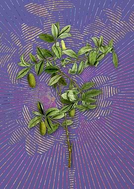 Vintage Apple Berry Purple