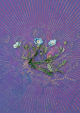 Shewy Nemophila Violet