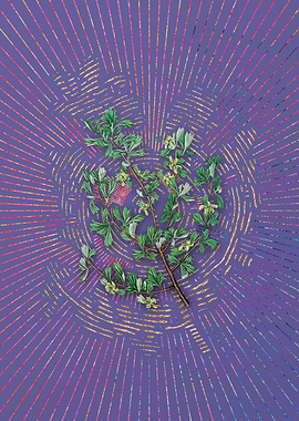 Three Tooth Purshia Flower