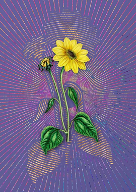 Trumpet Stalked Sunflower