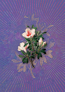 Variegated Chinese Azalea