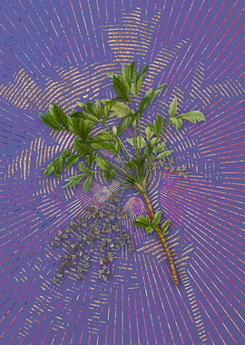 Shrub Yellowroot Flora