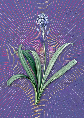 Spanish Bluebell Flora