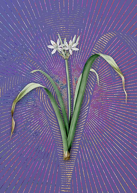 Small Flowered Pancratium