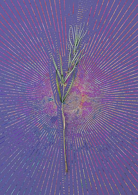 Siberian Solomons Seal