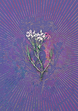 Shewy Phlox Flower Branch