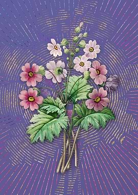 Purple Chinese Primrose