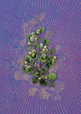 Spathula Leaf Thorn Flower