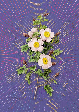 Thornless Burnet Rose